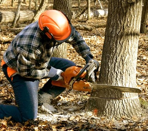 Tree Removal in Islesboro, ME